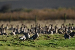 David Plant Photography - Wildlife Photographer - Pink-footed geese calling - F